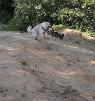 Hunde spielen