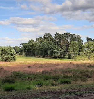 Foto der Lüneburger Heide