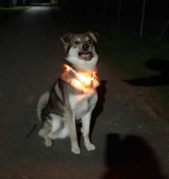 Hund mit Halsband