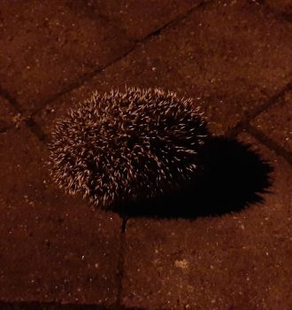 Igel im Dunkeln auf dem Bürgersteig