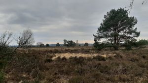 Lüneburger Heide