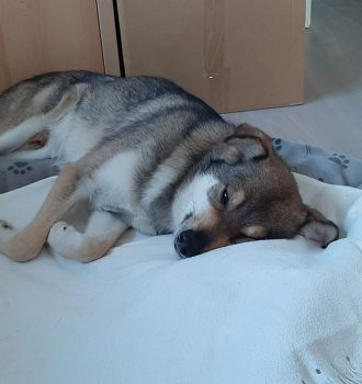 Hund liegt in einem Körbchen