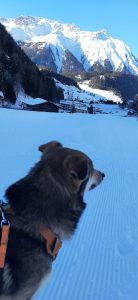 Hund im Schnee, Berge im Hintergrund