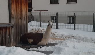Lama liegt vor einem Stall
