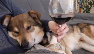 Hund liegt auf der Couch, Frau hält Weinglas